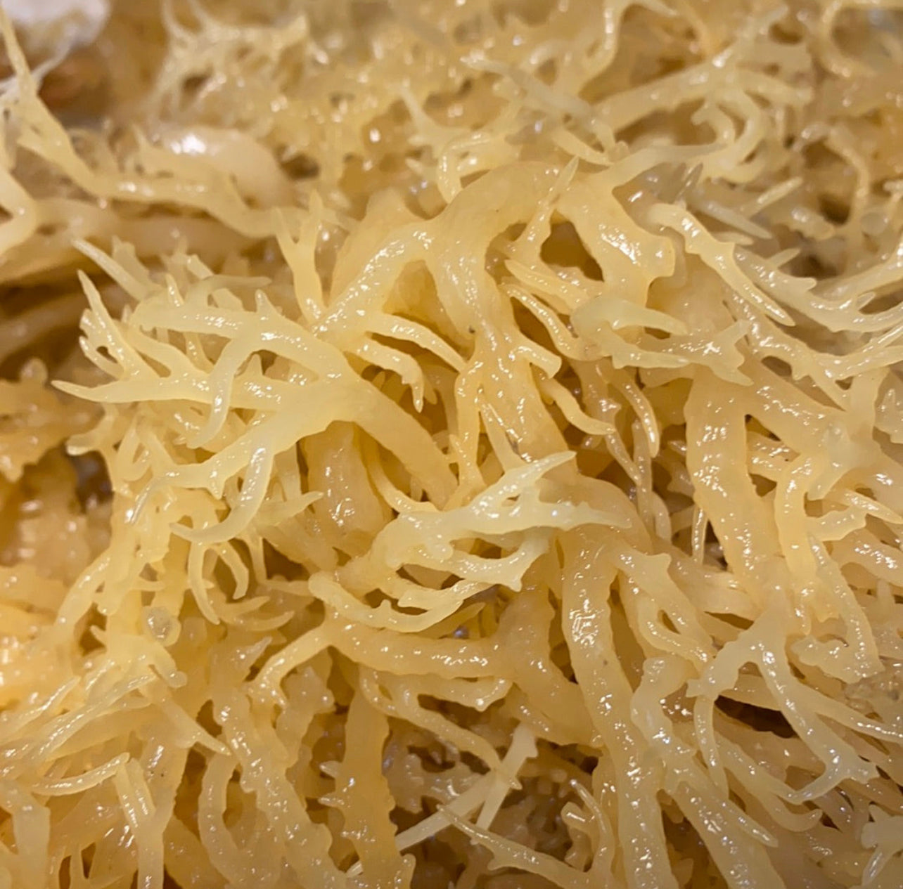 WildCrafted Sea Moss - Queen Bey Health