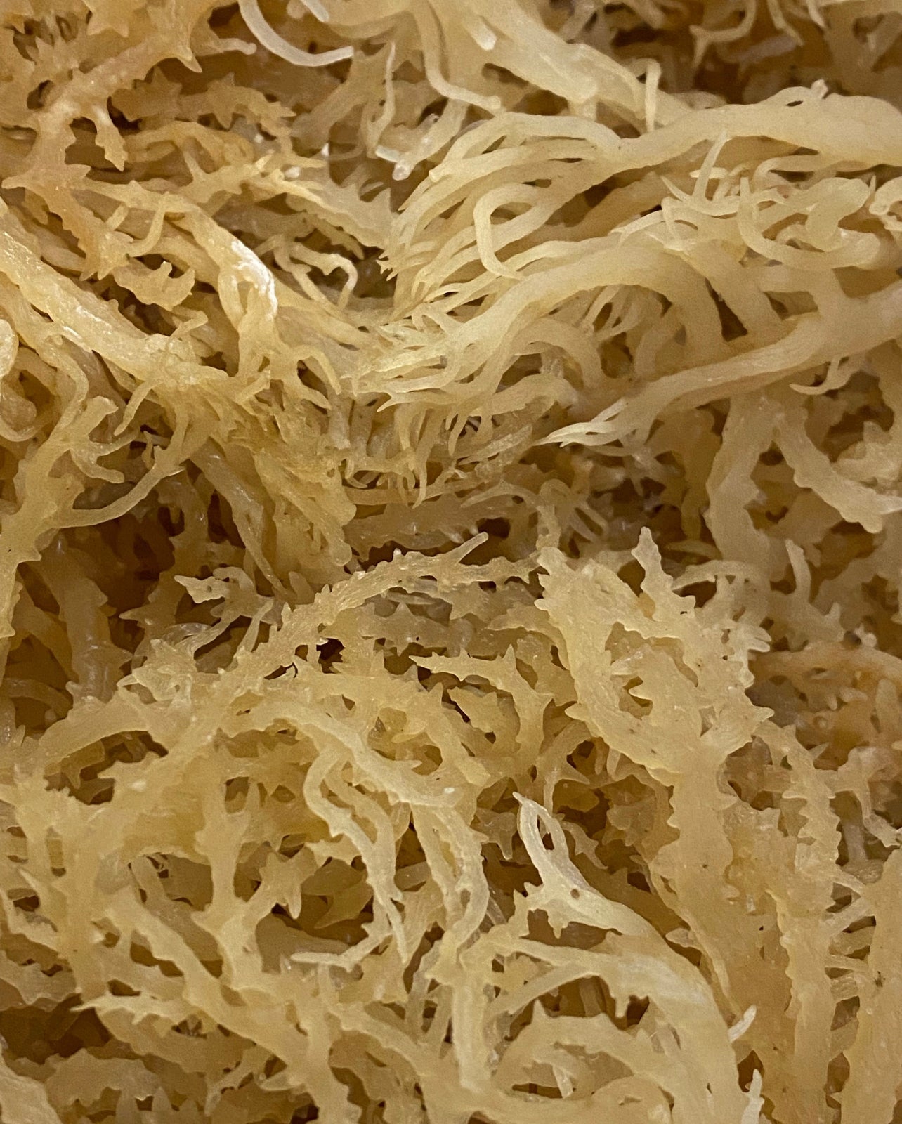 WildCrafted Sea Moss - Queen Bey Health 